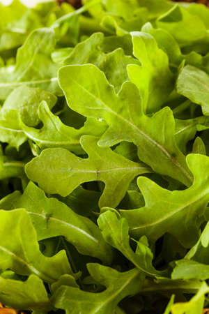 Organic Raw Green Arugula in a Basketの写真素材