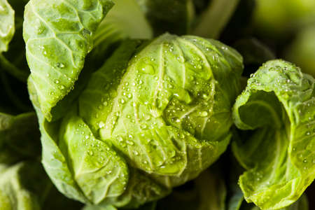 Raw Green Organic Brussel Sprouts on the Stalk
