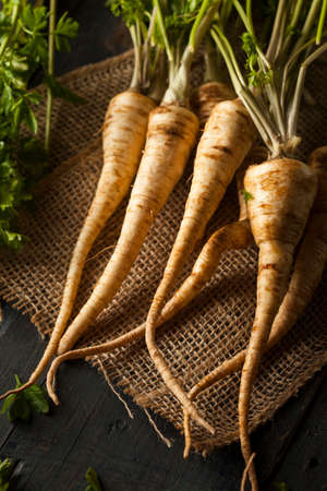 Raw Organic Parsley Root on a Backgroundの写真素材