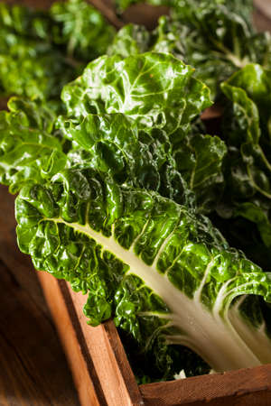 Fresh Organic Green Chard Ready to Eatの写真素材