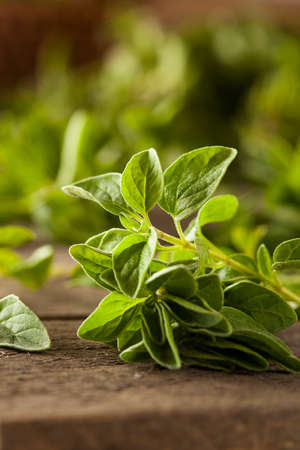 Raw Green Organic Oregano Ready to Useの写真素材