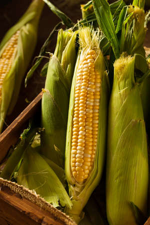 Raw Organic Yellow Sweet Corns Ready to Cook