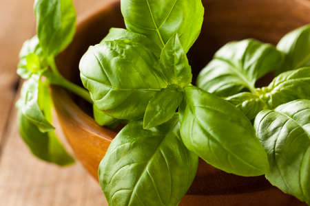Raw Organic Green Basil Ready to Cook With