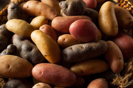 Raw Organic Fingerling Potatoes in a Basketの写真素材