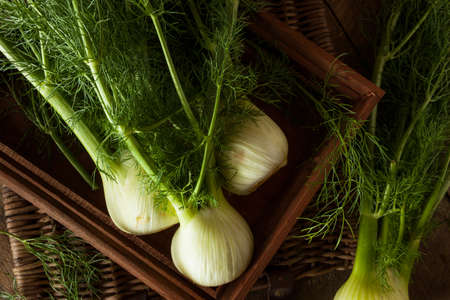 Raw Organic Fennel Bulbs Ready to Cookの写真素材
