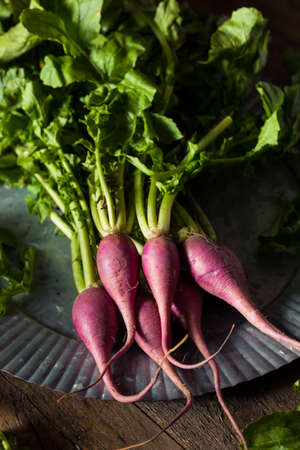 Raw Organic Purple Radishes Ready to Eatの写真素材