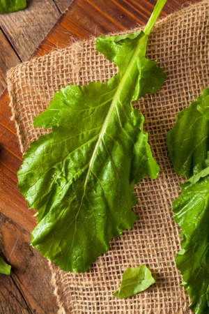 Raw Organic Turnip Greens Ready to Eat
