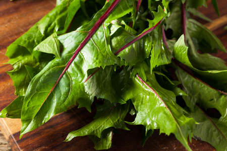 Raw Organic Red Dandelion Greens Ready to Chopの写真素材