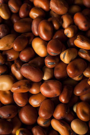 Raw Dry Organic Fava Beans in a Bowlの写真素材