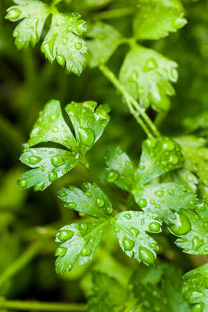 Fresh Organic Green Parsley in the Gardenの写真素材