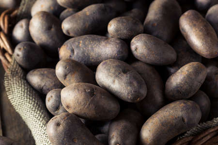 Raw Organic Purple Potatoes in a Basketの写真素材