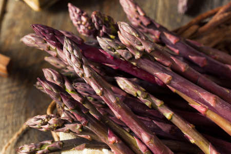 Raw Organic Purple Asparagus Spears Ready for Cookingの写真素材