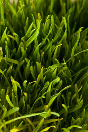 Healthy Raw Green Wheat Grass Freshly Cut