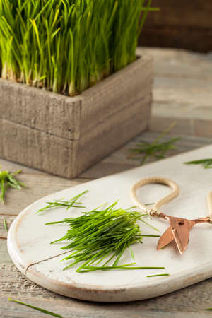 Healthy Raw Green Wheat Grass Freshly Cutの写真素材