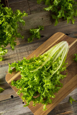 Raw Green Organic Endive Ready to Eatの写真素材