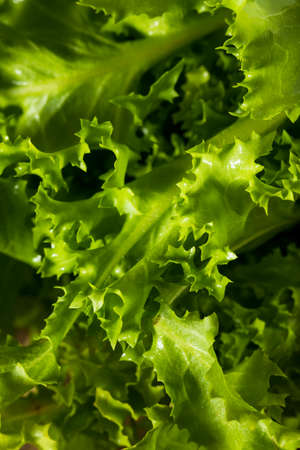 Raw Green Organic Endive Ready to Eatの写真素材