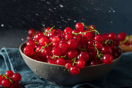 Raw Organic Red Currants in a Bowlの写真素材