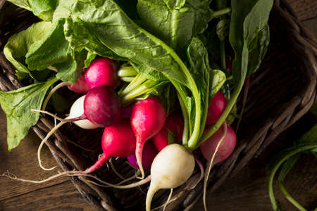 Raw Organic Muli Colored Easter Radishes in a Bunch