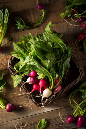 Raw Organic Muli Colored Easter Radishes in a Bunchの写真素材