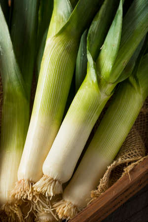 Raw Green Organic Leeks Ready to Chopの写真素材