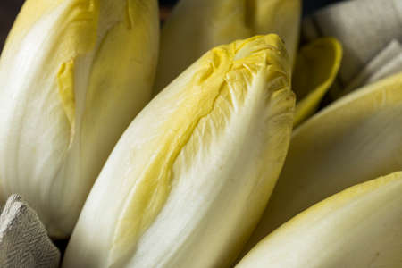 Raw Organic Belgian Endive Ready to Eatの写真素材