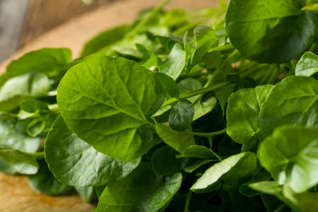 Raw Green Organic Living Water Cress Ready to Eatの写真素材