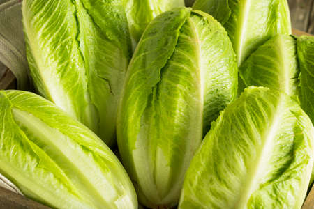 Raw Green Organic Romaine Lettuce Ready to Eat