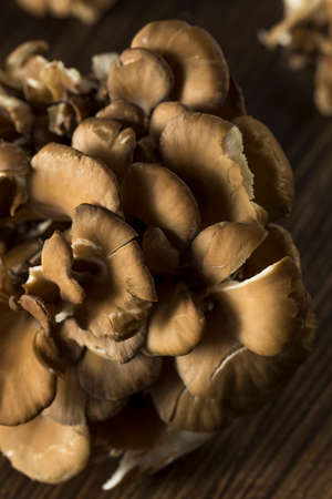 Raw Organic Maitake Mushrooms in a Bunch