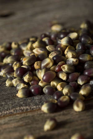 Raw Organic Blue Popcorn in a Bowlの写真素材