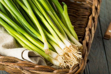 Raw Organic Green Onions Ready to Chopの写真素材