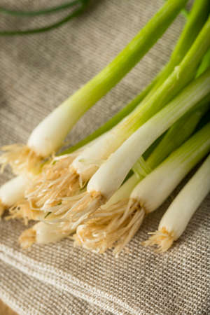 Raw Organic Green Onions Ready to Chopの写真素材
