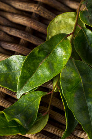 Raw Green Organic Curry Leaves Ready to Cook With