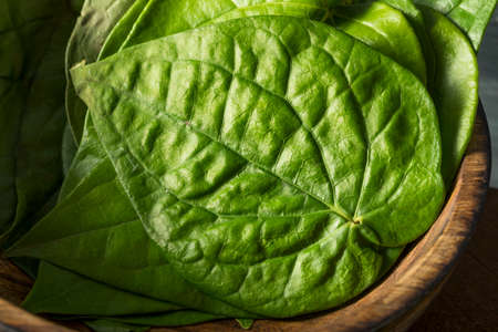 Raw Organic Green Pan Leaves Ready to Cook Withの写真素材