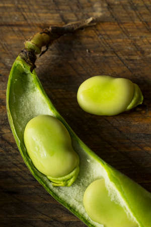 Raw Organic Fresh Green Fava Beans REady to Cook Withの写真素材
