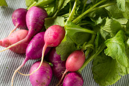 Raw Organic Pink and Purple Radishes in a Bunchの写真素材