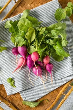 Raw Organic Pink and Purple Radishes in a Bunch
