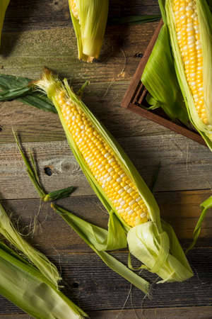 Raw Organic Yellow Corn on the Cob Ready to Eat