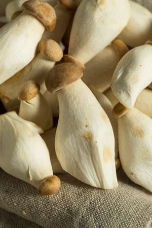Raw Organic Baby King Oyster Mushrooms Ready to Eatの写真素材