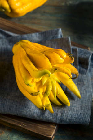 Yellow Organic Buddhas Hand Citrus Fruit with Fingersの写真素材