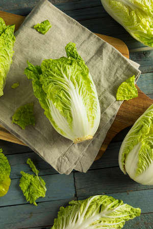 Raw Green Organic Napa Cabbage Ready to Useの写真素材