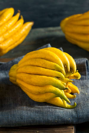 Yellow Organic Buddhas Hand Citrus Fruit with Fingersの写真素材