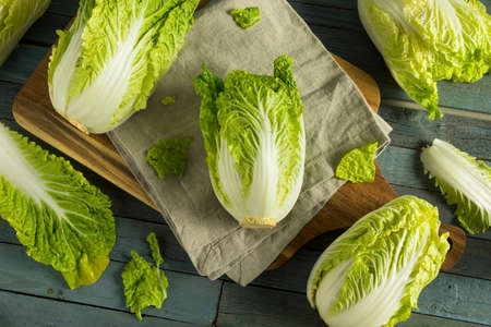 Raw Green Organic Napa Cabbage Ready to Useの写真素材