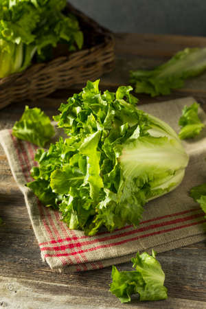 Raw Green Organic Escarole Lettuce Ready to Chopの写真素材
