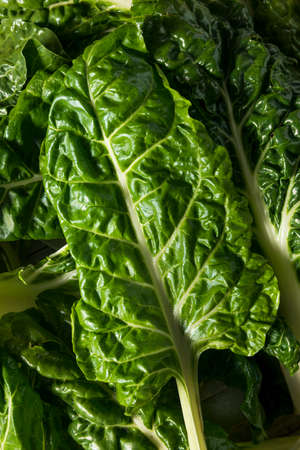 Raw Organic Green Swiss Chard Ready to Cook