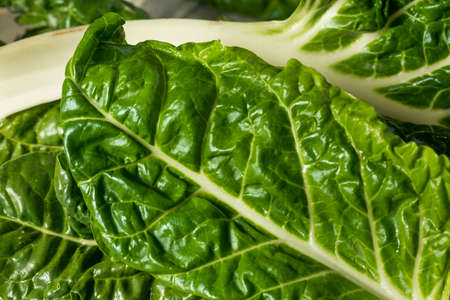 Raw Organic Green Swiss Chard Ready to Cookの写真素材