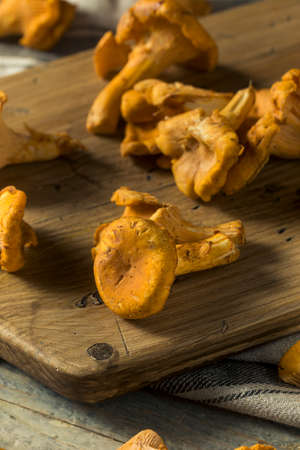 Raw Orange Organic Chanterelle Mushrooms Ready to Cookの写真素材