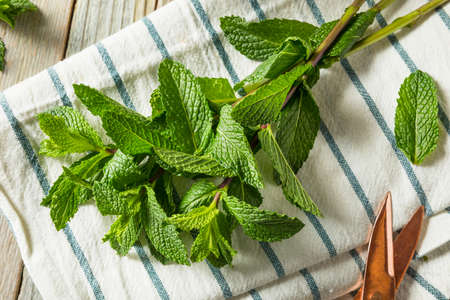 Raw Green Organic Fresh Mint Leaves in a Bunch