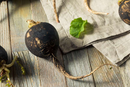 Organic Raw Black Radishes in a Bunchの写真素材