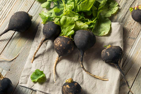 Organic Raw Black Radishes in a Bunchの写真素材