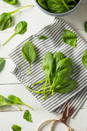 Raw Green Organic Spinach Leaves Ready to Cookの写真素材